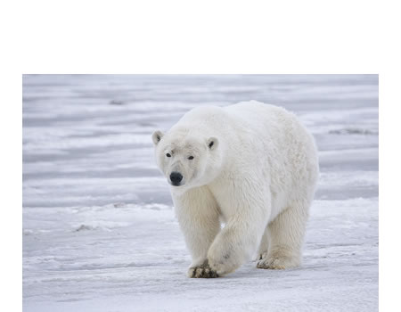 El oso polar